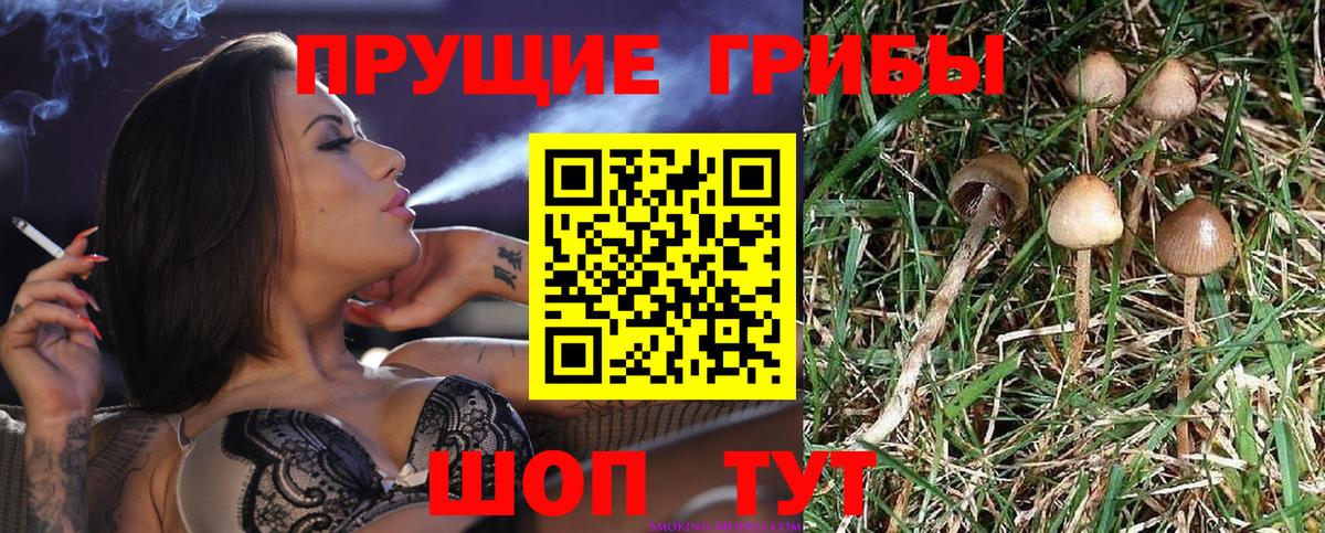 сколько стоит  Канаш  Псилоцибиновые грибы Magic Shrooms 